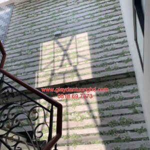 Thi công giấy dán tường giả gỗ-12