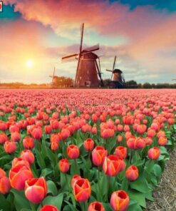 Tranh dán tường thiên nhiên vườn hoa Tulip-TV4180